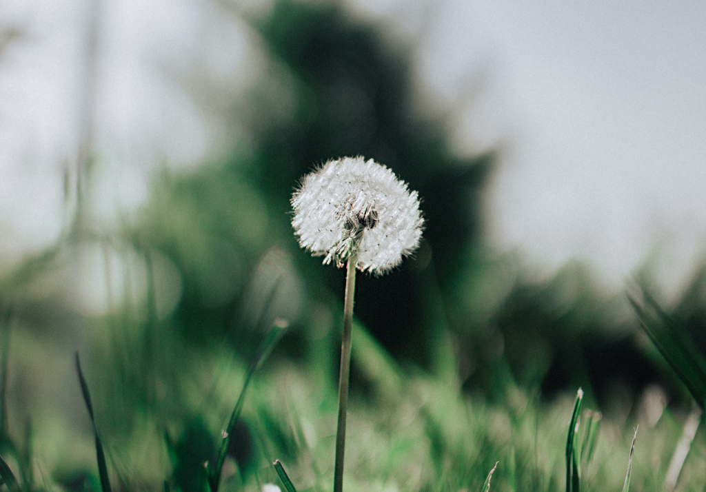 Dandelion